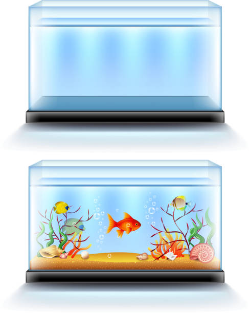 ilustraciones, imágenes clip art, dibujos animados e iconos de stock de acuario con peces y en blanco aislado en blanco vector - fish tank