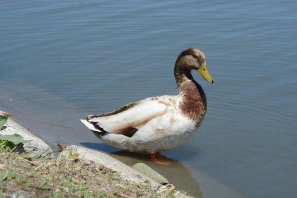 istock Wild mixed breed Mallard duck drake 675704926
