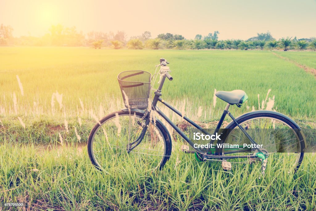 Classical japanese bicycle parks near a paddy field. Vintage / retro color style effect : Classical japanese bicycle parks near a paddy field. A paddy field is a flooded parcel of arable land used for growing semiaquatic rice which is practiced in Asia. Cycling Stock Photo