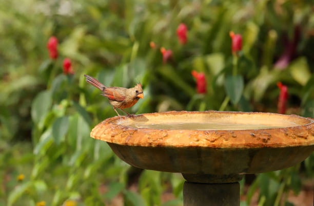 vrouwelijke northern cardinal op birdbath - bird water bath garden stockfoto's en -beelden