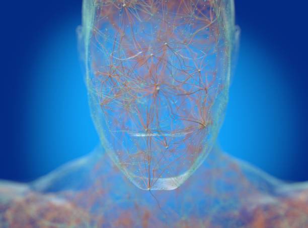 istock Neural connections concept. Human body neurology, nervous system. 3D illustration 675705174