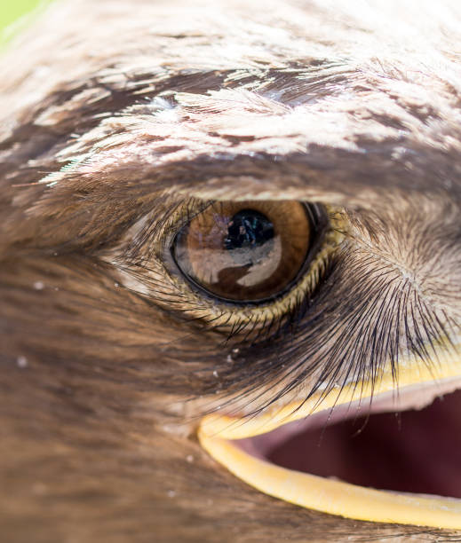 istock The eye of an eagle in nature 675705548