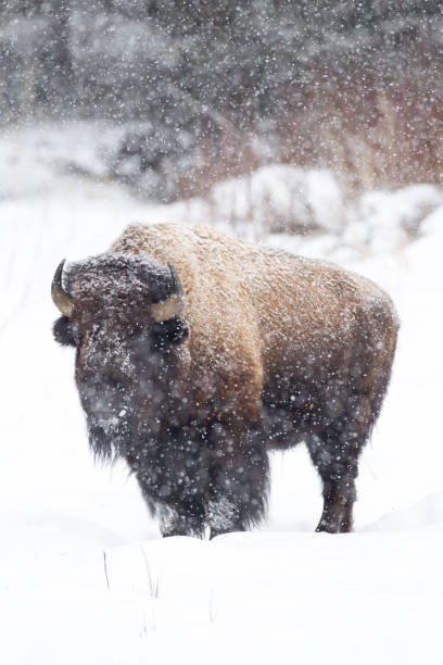 istock Bison in the snow, Full Length. 675705892