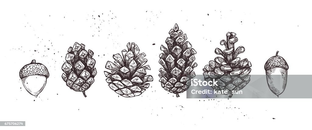 Hand drawn vector illustrations. Collection of pine cones and acorns. Forest vintage elements. Perfect for invitations, greeting cards, posters, prints Pine Cone stock vector