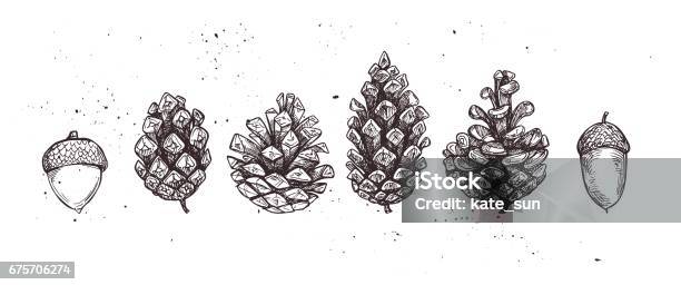 Hand Drawn Vector Illustrations Collection Of Pine Cones And Acorns Forest Vintage Elements Perfect For Invitations Greeting Cards Posters Prints Stock Illustration - Download Image Now