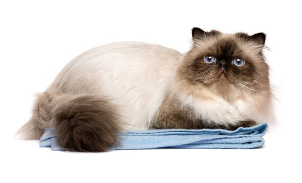 cute groomed persian seal colourpoint cat on a blue towel - domestic cat towel pets animal imagens e fotografias de stock