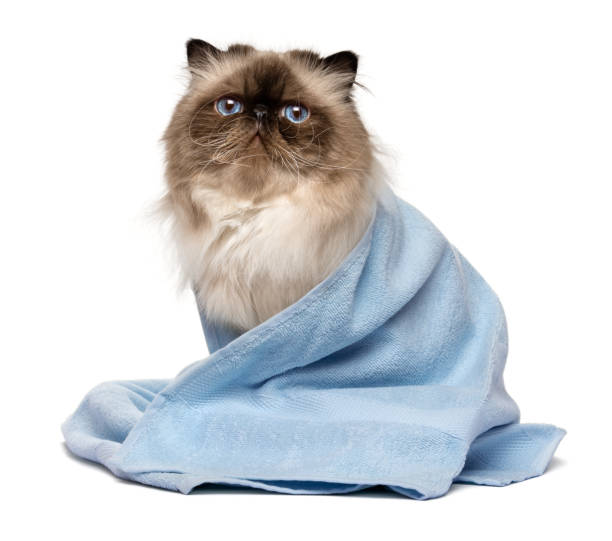 cute groomed persian seal colourpoint cat with a blue towel - domestic cat towel pets animal imagens e fotografias de stock