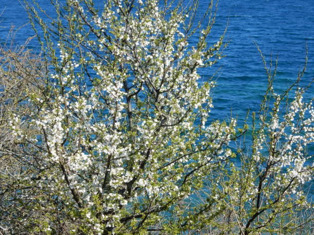 istock blossoming vegetation in spring near Stevns cliffs, Zealand, Denmark 675716350