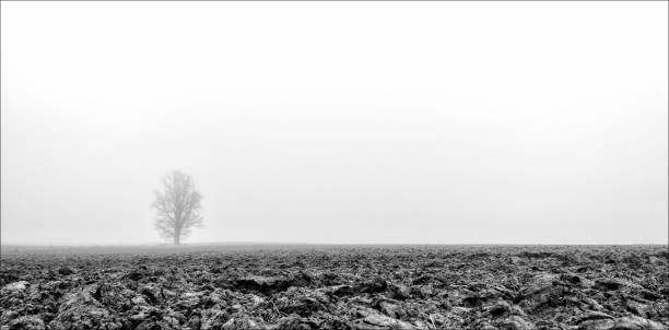 istock Minimalism. Morning mist and a lonely tree. 675716670