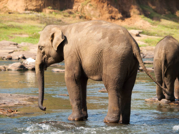 istock Adult asian elephants having bath in river - Elephas maximus 675716962