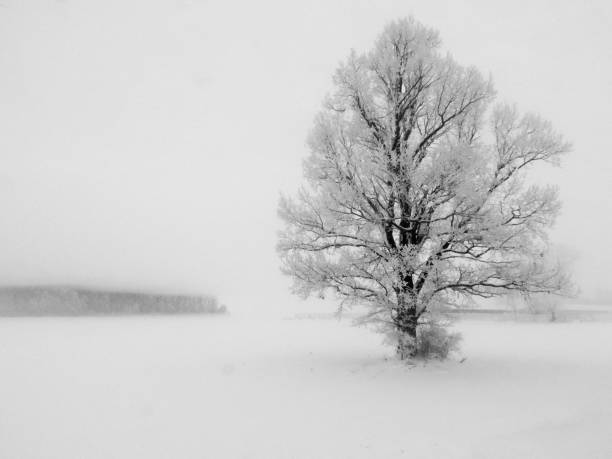 istock Abstract winter landscape with a lone tree in white snow. 675719156