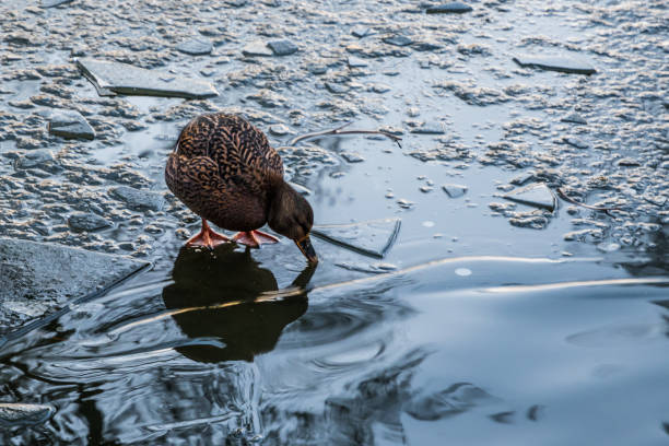 istock Brown duck standing on frozen water 675719320