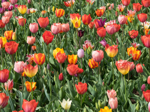 istock flowers in holland 675720580