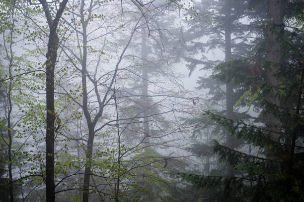 istock forest trees. nature green wood sunlight backgrounds 675723394