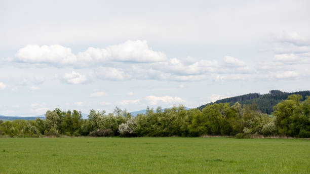 istock Dark storm clouds over meadow with green grass 675723484