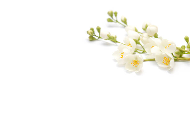 istock branch of blossoming jasmine isolated on white background 675723558