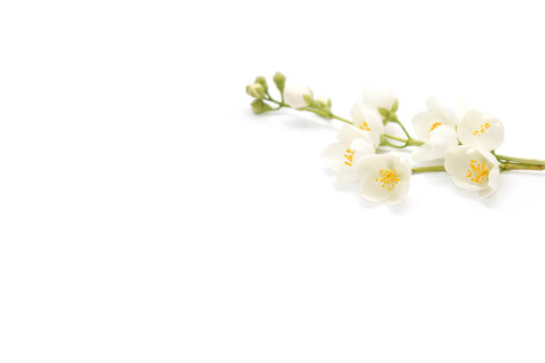 istock branch of blossoming jasmine isolated on white background 675723604