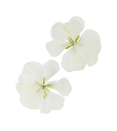 Pressed and dried white flowers geranium (pelargonium), isolated on white background. For use in scrapbooking, floristry (oshibana) or herbarium.