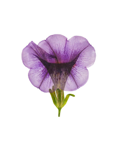 istock Pressed and dried flower petunia isolated 675723664
