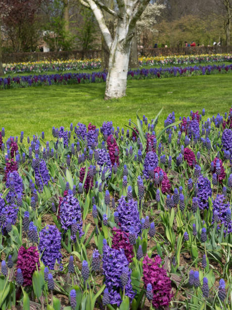istock flowers in holland 675723776