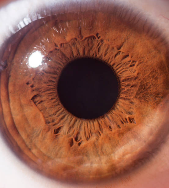 макро изображение человеческого глаза - eyeball iris human eye macro стоковые фото и изображения