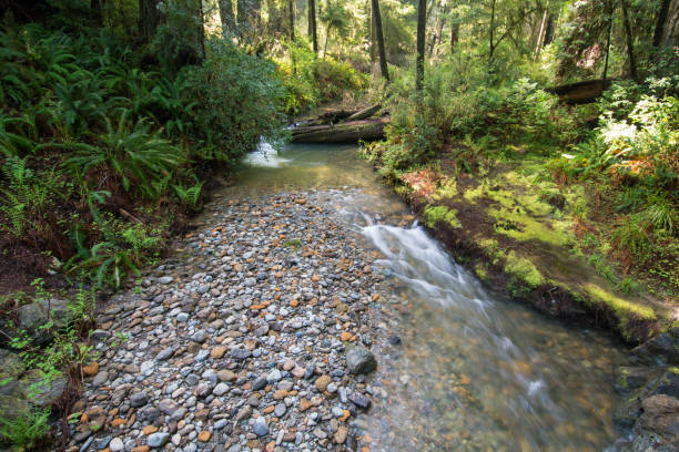 Redwood National and State park in Humboldt and Del Norte County, CA. stock photo