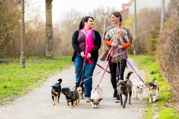 istock Dog sitters walking their customers 675725572