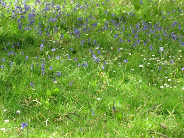 istock Bluebells on a River Bank 675729950