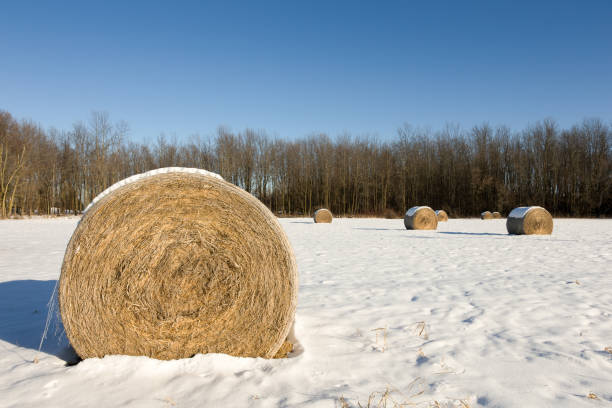 istock Hay Bales in a Winter Field 675730028