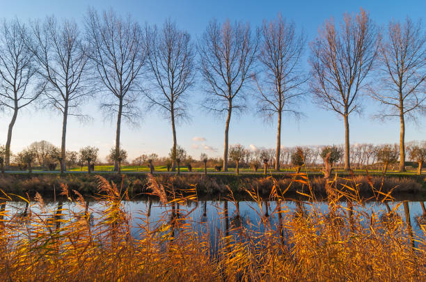 istock Damme Tree Canal 675734058