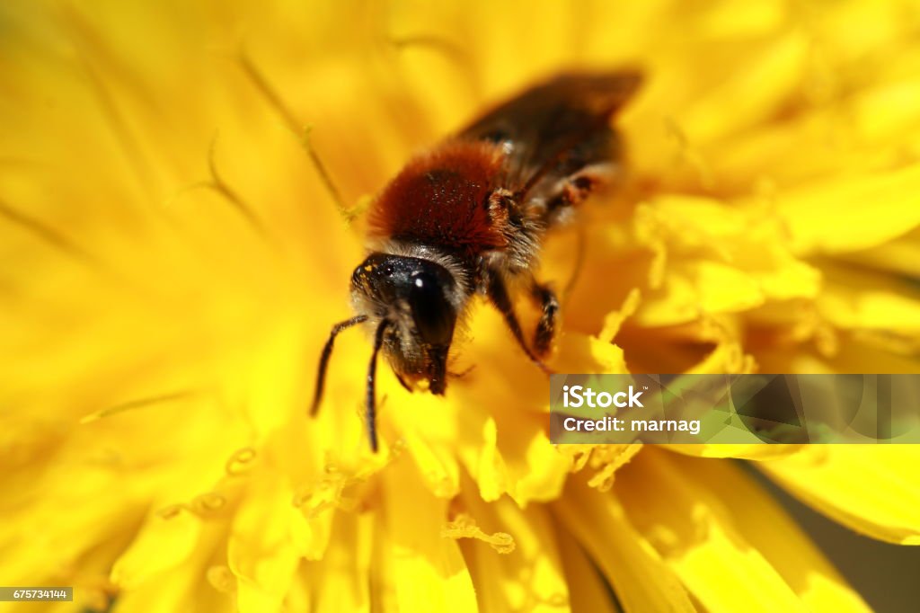 food Bee collects pollen Germany Stock Photo