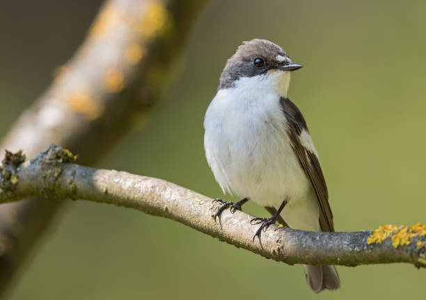 istock Male European pied flycatcher (Ficedula hypoleuca) 675734156