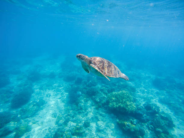 istock Sea turtle in Philippines sanctuary. 675740196