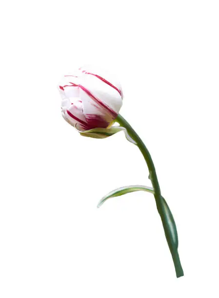 White tulip with pink stripes close up isolated on white
