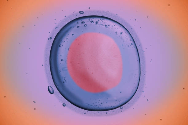 uovo umano - egg cell foto e immagini stock