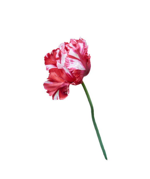istock Mixed red white tulip close up isolated on white 675740332