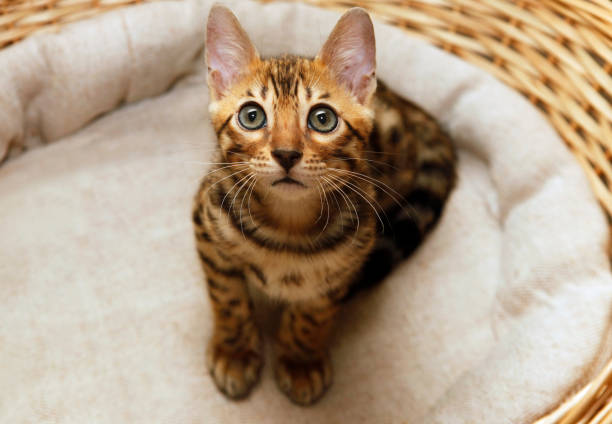Small bengal kitten in a basket Small bengal kitten in a basket prionailurus bengalensis stock pictures, royalty-free photos & images