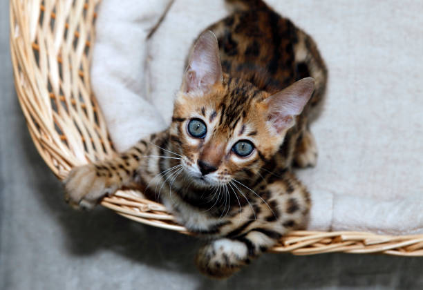 Small bengal kitten in a basket Small bengal kitten in a basket prionailurus bengalensis stock pictures, royalty-free photos & images