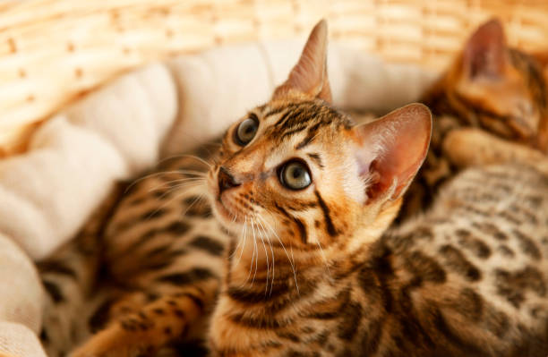 Small bengal kitten Small bengal kitten in a basket prionailurus bengalensis stock pictures, royalty-free photos & images