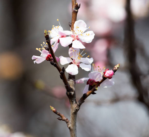 istock Beautiful flowers on apricot tree in spring 675740884