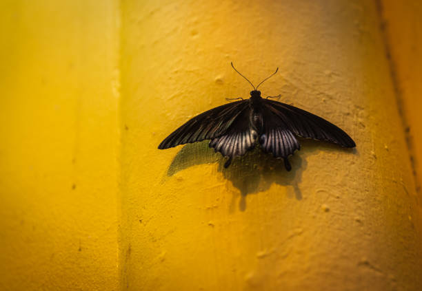 Closeup image of a beautiful tropical butterfly on unusual background