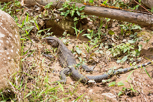 Stock photo of an Argentine Black and White Tegu Lizard in Amboro National Park, Bolivia, South America
