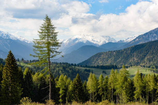 istock The spring forest - Castello Tesino,Trento, Italy 675747046