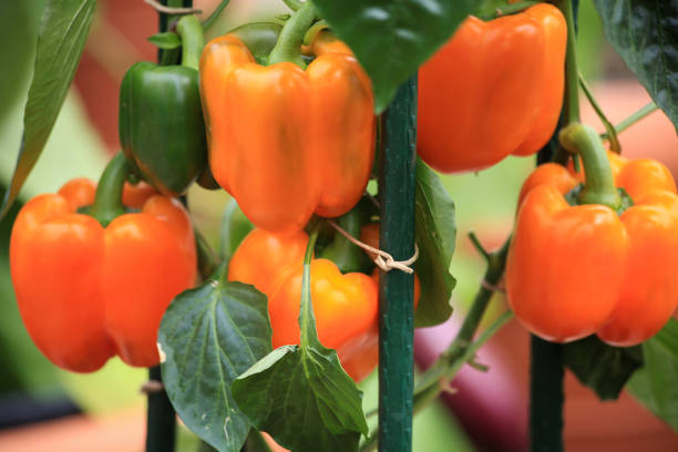 istock Yellow bell pepper with leaves 675749502