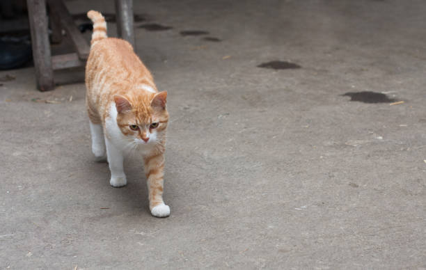 istock Red cat is walking in stable. 675750258