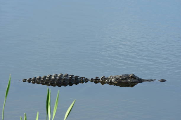 istock Partially submerged alligator with arrowhead leaves in foreground 675753368