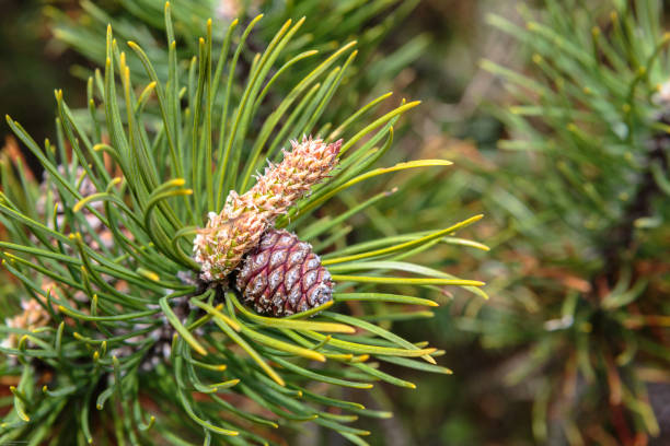 istock Little brown pine cones on green conifer branch. 675756670