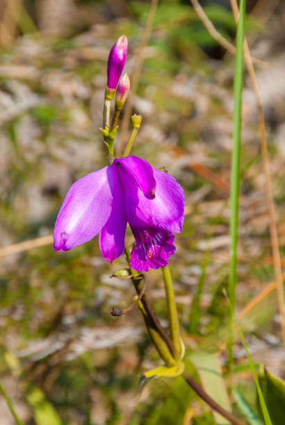 One of many orchids growing in Great Savanna, Canaima National Park, Venezuela