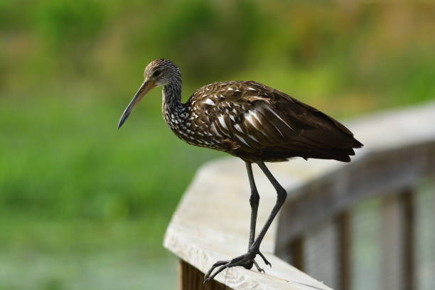 istock Limpkin perched on edge of wood handrail 675756954