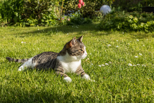 istock cute cat enjoys the green grass 675760270